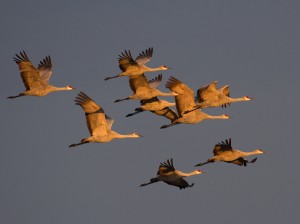 The sandhill crane is a tall bird that congregates in huge numbers during migration. An early arrival supposedly means an early winter. Photo: Rick Lewis.
