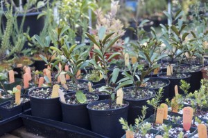 Magnolia seedlings are growing up tall and strong. Photo: Alison Hawkes.