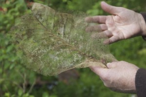 The skeletonized-looking leaf of a an endangered Mexican cloud forest magnolia. Photo: Alison Hawkes.