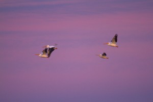 The white pelican is one of the largest birds in North America. It winters on the coast but breeds inland. Photo: Rick Lewis.