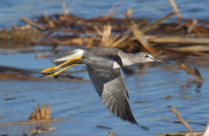 The greater yellowlegs gets its name from its brightly colored legs, which is uses to wade around freshwater ponds and tidal marshes. Photo: Rick Lewis.