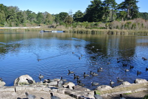 Mountain Lake in San Francisco's Richmond District and Presidio now sits at 40 percent smaller than it did at its origins, which date back as far as 2,000 years.  Photo: Dhyana Levey.