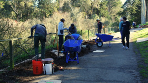 Presidio Trust employees and volunteers labor around the edges of Mountain Lake on Wednesday, Feb. 20 to restore its native vegetation. Photo: Dhyana Levey.