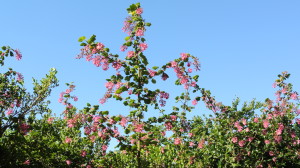 Ribes sanguineaum glutinosum is a pink, flowering shrub native to the area that workers around Mountain Lake recently reintroduced after removing the invasive eucalyptus trees. Photo: Dhyana Levey.