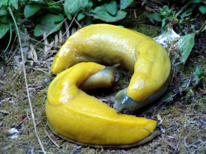 Banana slugs, getting cozy. Photo: Sleetdro/Flickr.