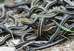 A ball of garter snakes. Photo: Oregon State University.