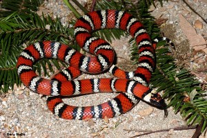 "Red touch black, friend of Jack."  This includes the California mountain kingsnake, which is non-venomous and very secretive. Photo: Gary Nafis.