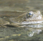 Frog.  Source: MMWD