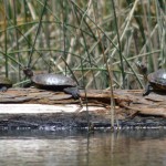 Turtles.  Source: MMWD