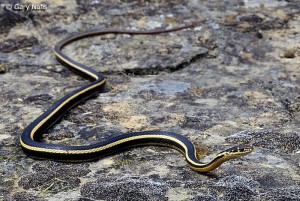 The Alameda Striped Racer is a subspecies of the California Striped Racer.  It’s found only in the East Bay and is threatened because of disappearing habitat. Photo: Gary Nafis.