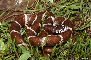 The kingsnake preys on rattlesnakes, being generally resistant to the venom (but not entirely).  Ironically, this snake will vibrate its tail like a rattlesnake to confuse predators. Photo: Gary Nafis.