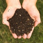 compost