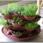 herb garden
