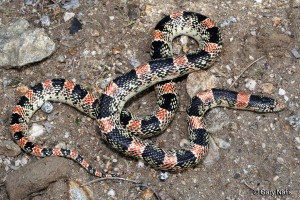 The long-nosed snake has an impressive way of protecting itself when threatened.  It writhes its body as blood and a foul-smelling musk are released from the cloaca, smearing the mix all over its body as it contorts. Photo: Gary Nafis.