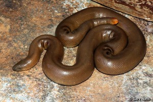 These snakes protect themselves by rolling into a ball, hiding their head, and raising their tail (which looks a bit like their head) to confuse attackers- a tactic that helps them escape with minimal damage. Photo: Gary Nafis.