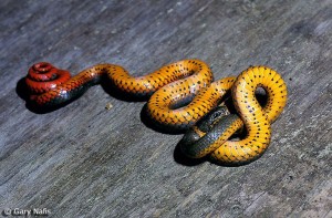 One of the smaller snakes in the Bay.  The Pacific ring-necked snake will coil its body to display a brightly colored underside for defense. Photo: Gary Nafis.