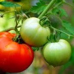 tomatoes
