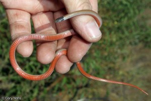 This is one of the smallest known snakes in the Bay Area.  Their preferred food is centipedes, millipedes, and insects. Photo: Gary Nafis