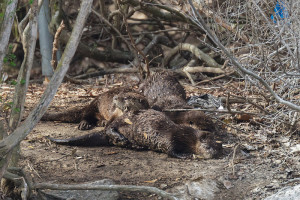 river otters