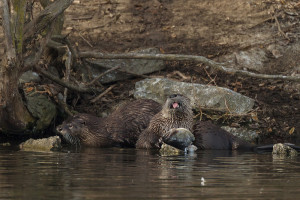 river otters