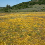 Edgewood's Spring Wildflowers, Kathy Korbholz 2007