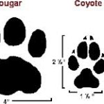 Footprints