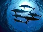 Ocean Life