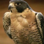 birding pic