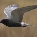 blacktern