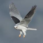 kite