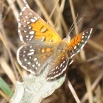 metalmark8-25-11_large_small