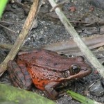 red legged frog_small