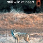 SF_StillWild_DVDcover_0808