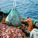 Overfishing the Ocean