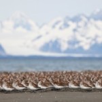 W-Sandpipers_Copper-River-300x200