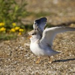 tern4-bricetti-lowres-150x150