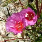 KK_clarkia_rubicunda
