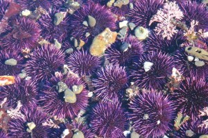 Purple sea urchins seem to be able to adapt to high pH conditions. Photo by Ron Wolf