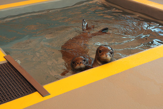 monk seals in pool