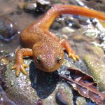 California newt, creative commons photo by randomtruth