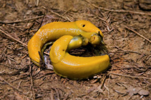 Banana slugs finding love.