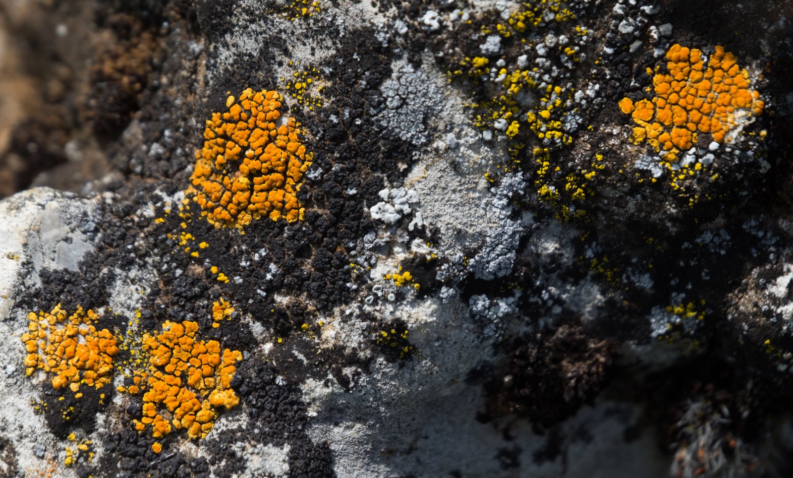Close-up of lichen on a rock