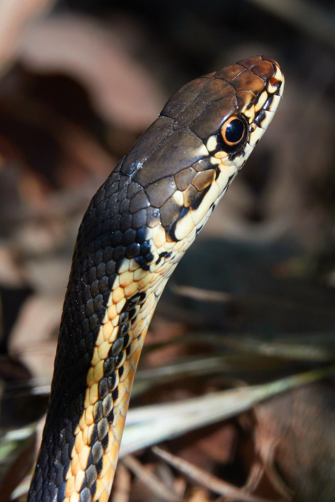 Alameda Whipsnake