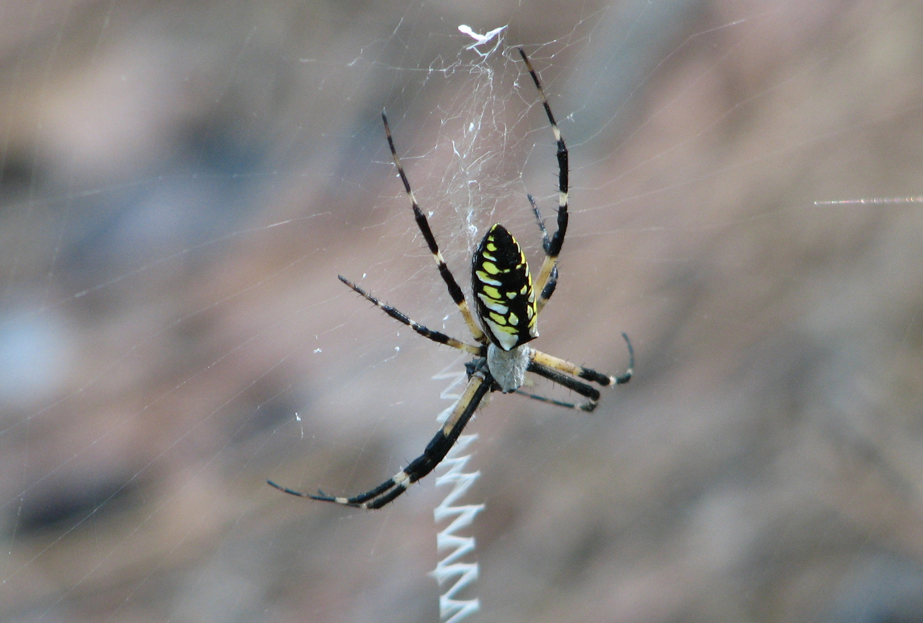 Bay Nature Magazine Garden Spiders Grow Big And Live Large In Fall