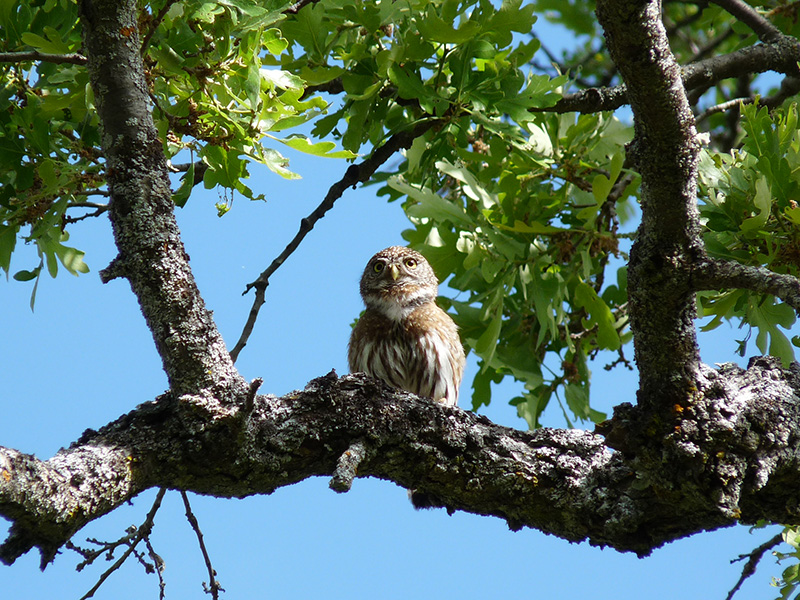 pygmy owl in oak