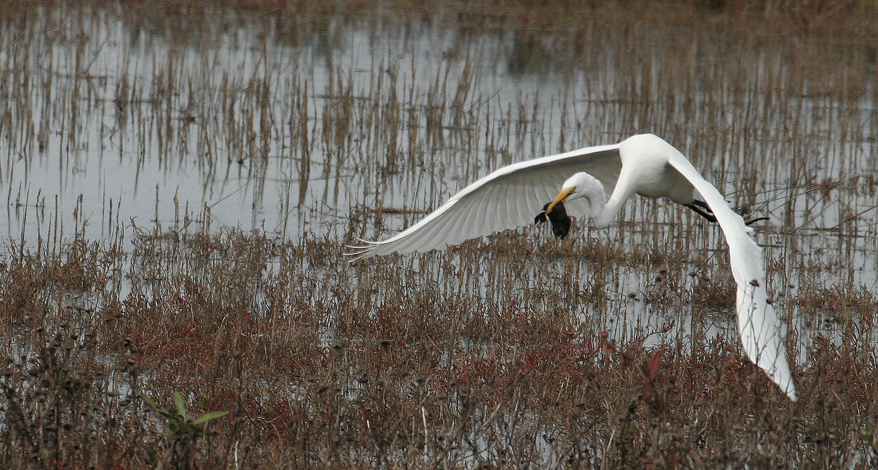 egret in a flooded dairy field