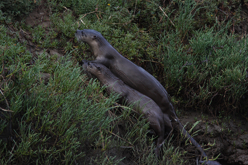 river otters in Lagunitas Creek