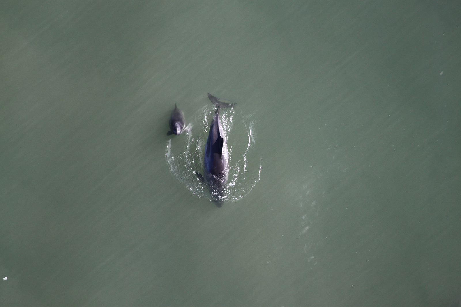 harbor porpoise mother and calf