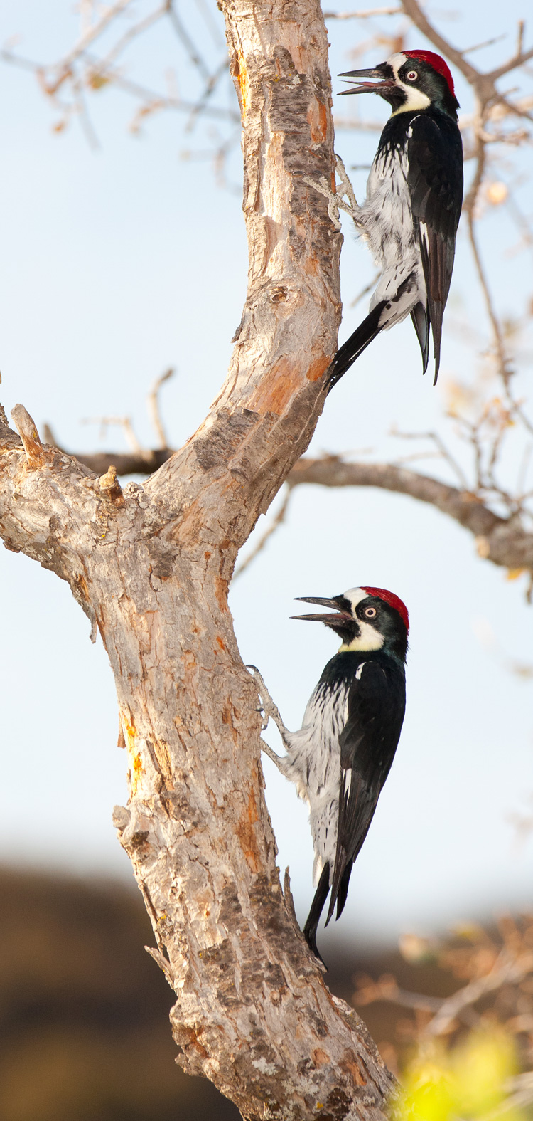 Two male or juvenile acorn woodpeckers - note there's no black band on forehead. (Photo by Richard Ingles)