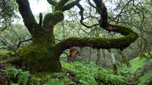 oak woodlands